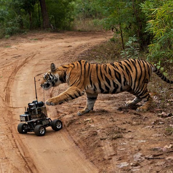 Tiger playing with RVI robotic